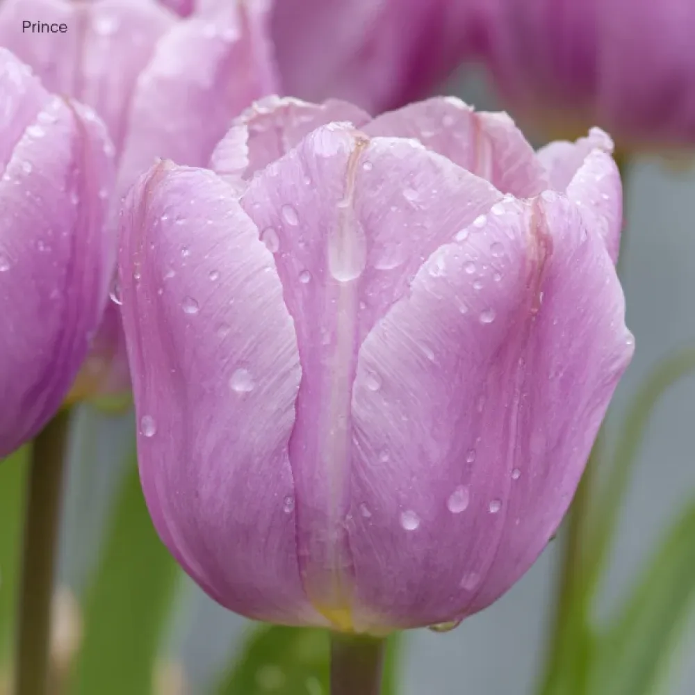 Tulipán Light Pink Prince (růžový)