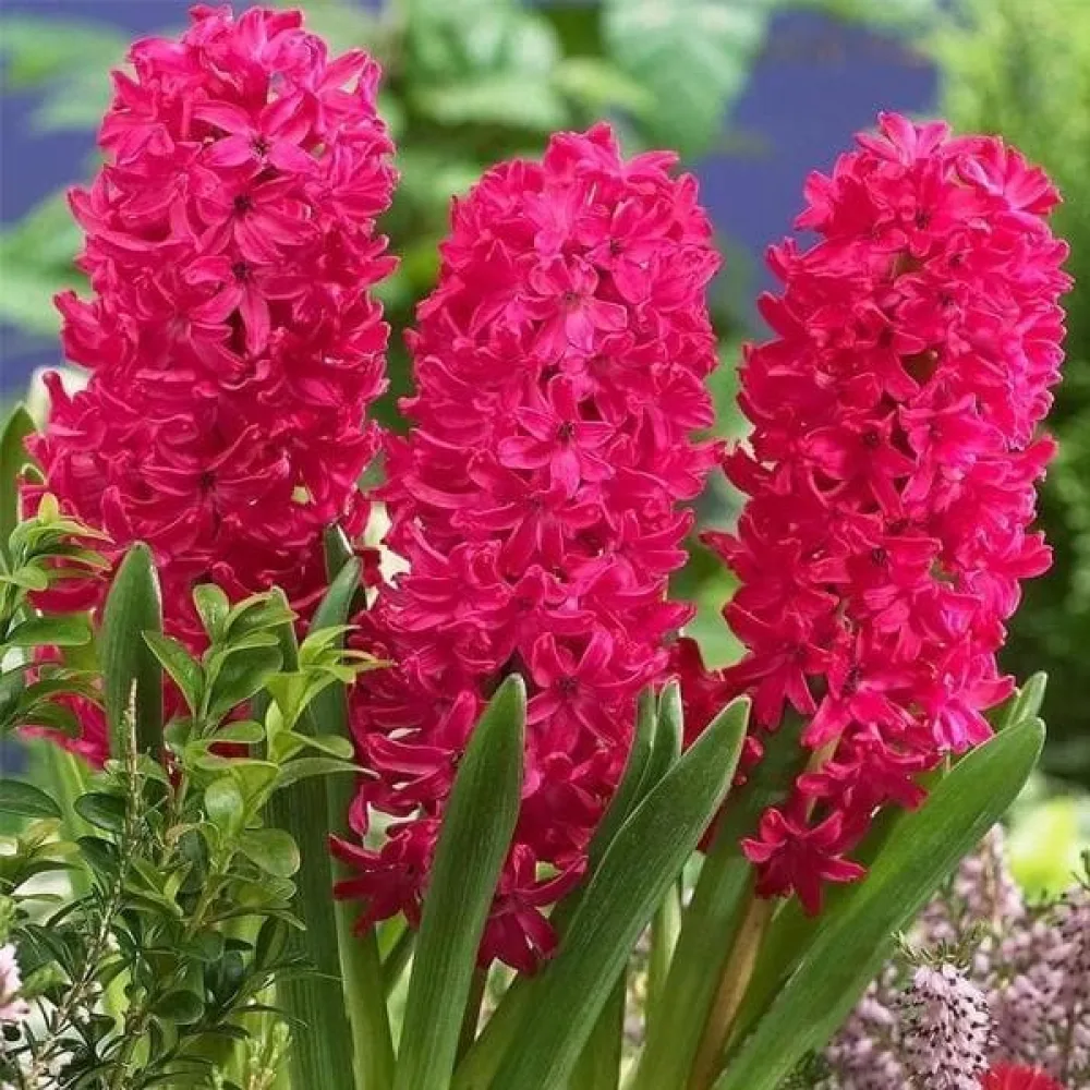 Hyacint SCARLET PEARL (šarlatový)
