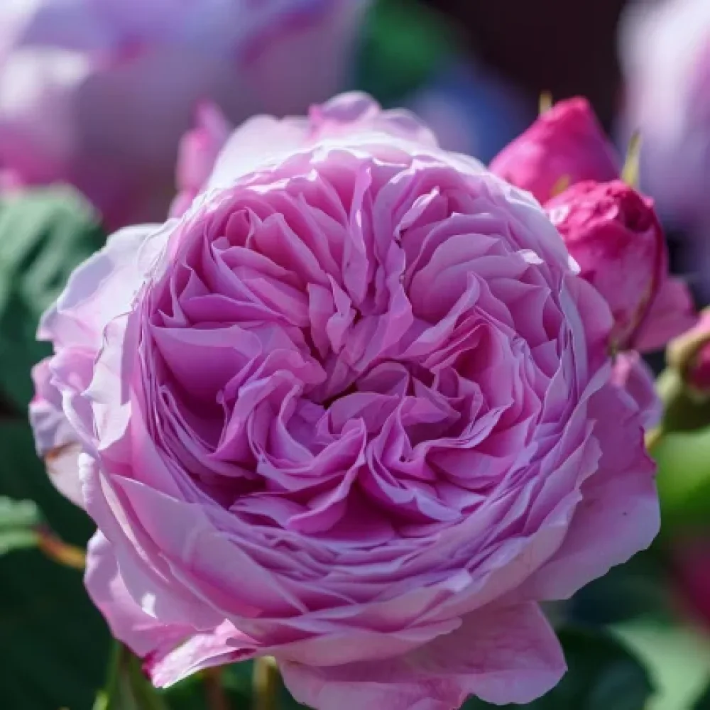 Růže Pink Magic – prostokořenná