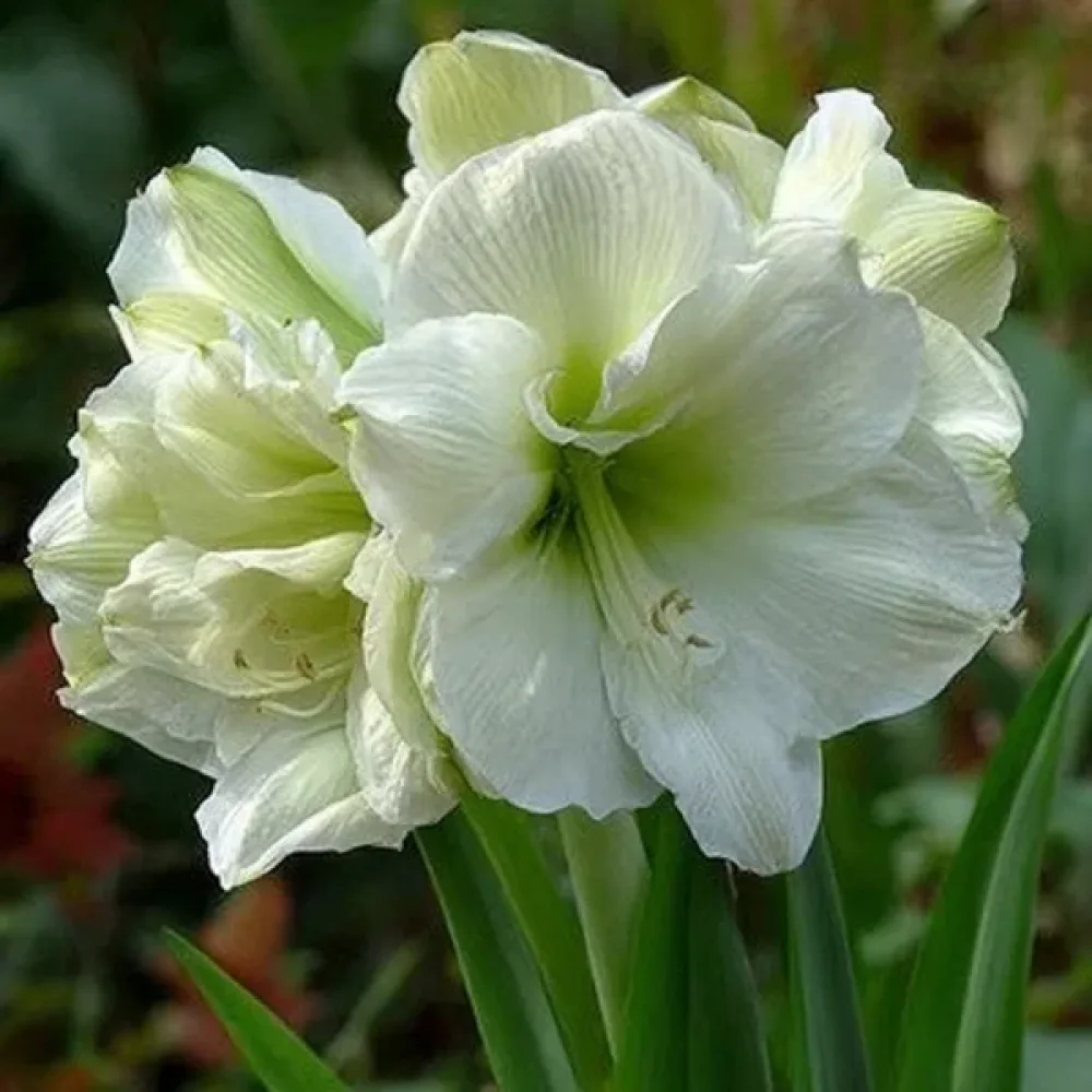 Amarylis Marilyn (červený)