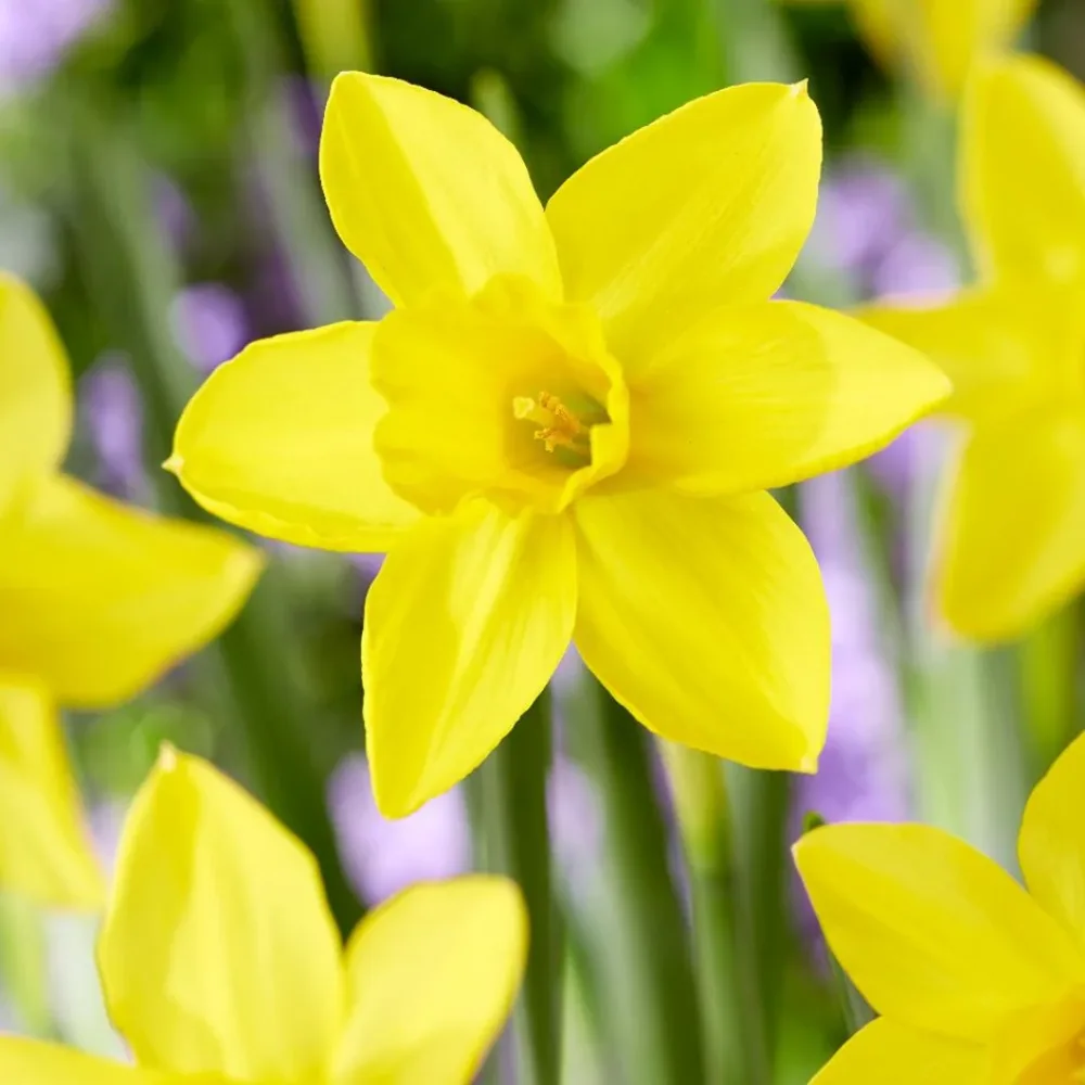 Narcis Marie Curie Diamond (žlutý)