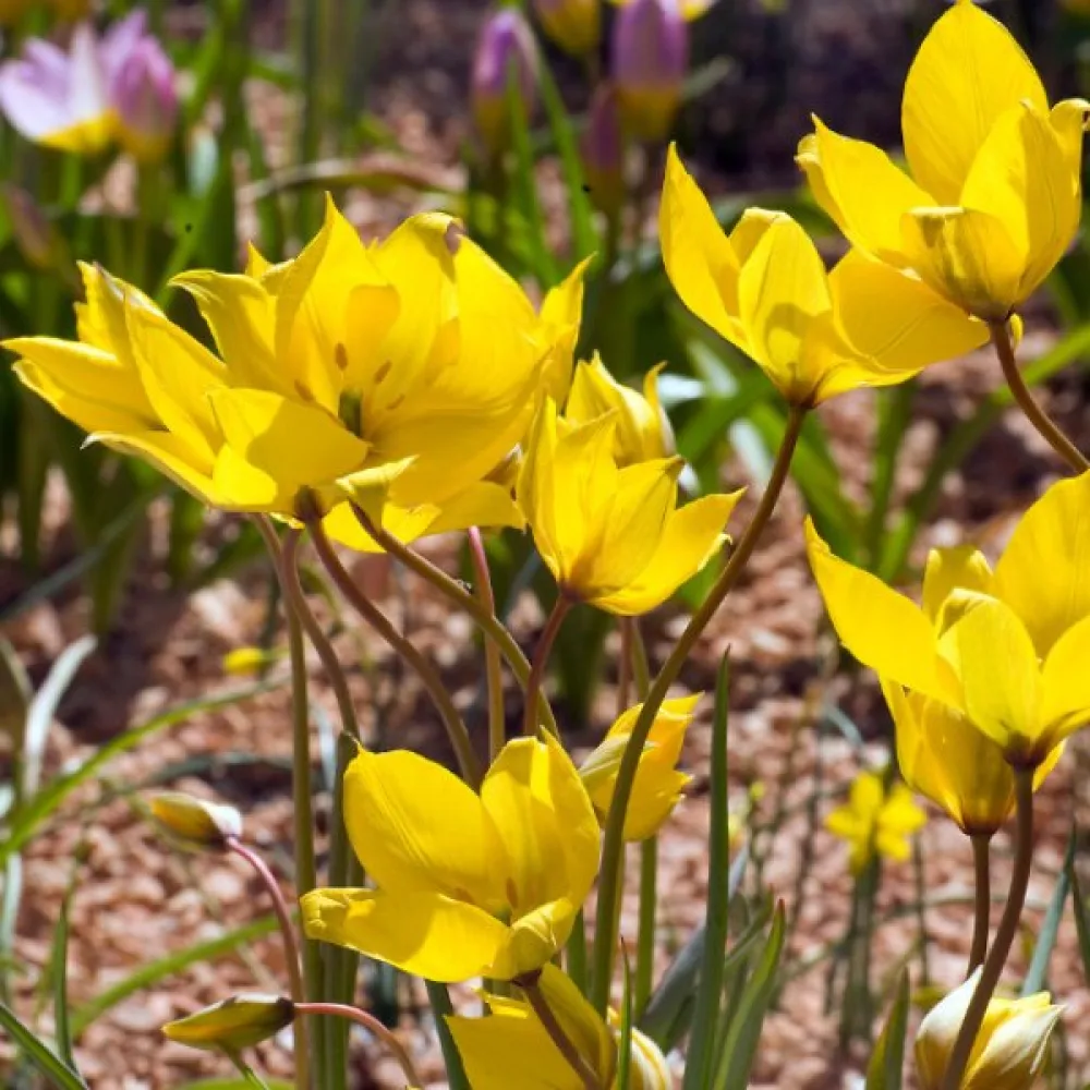 Tulipán Sylvestris (planý)