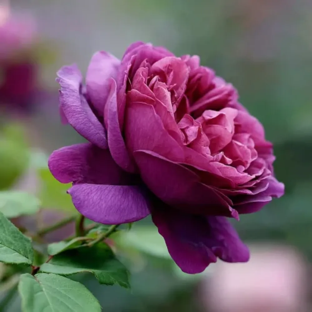 Růže Purple Harmony – prostokořenná