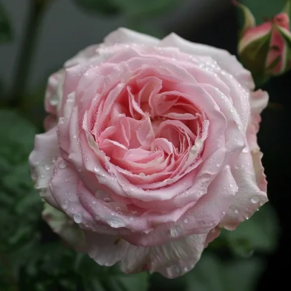 Růže Lightflora – prostokořenná