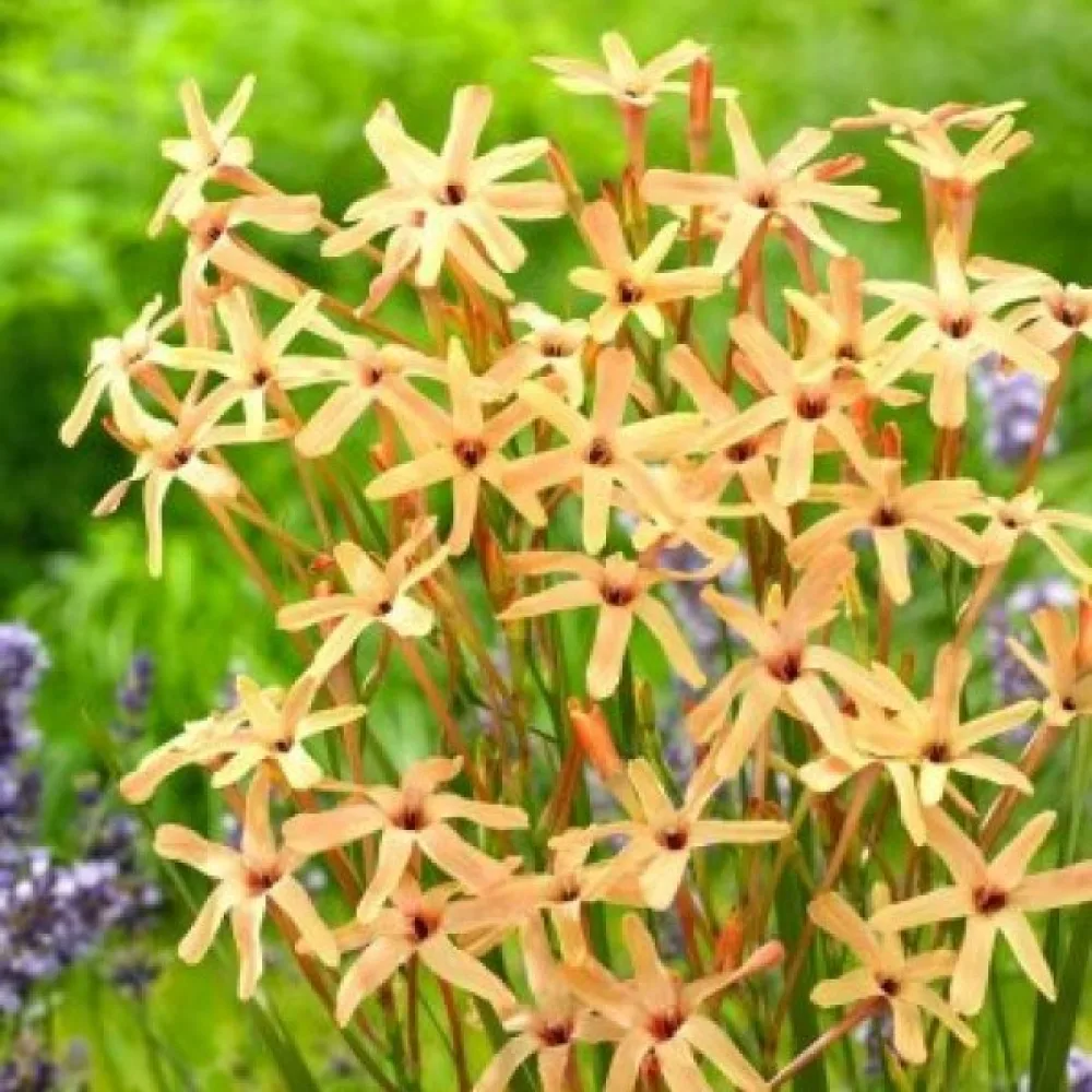 Ixie Paniculata Eos