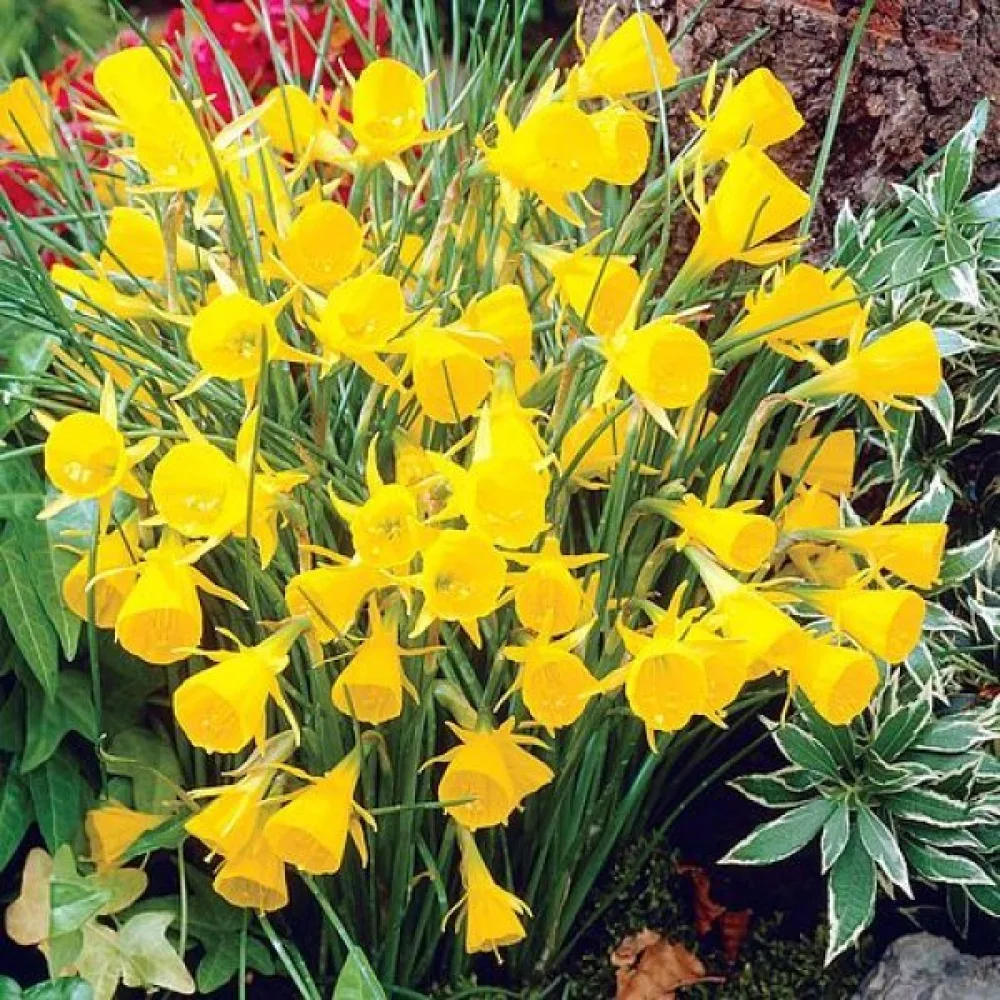 Narcis Golden Bells bulbocodium (zlatý)
