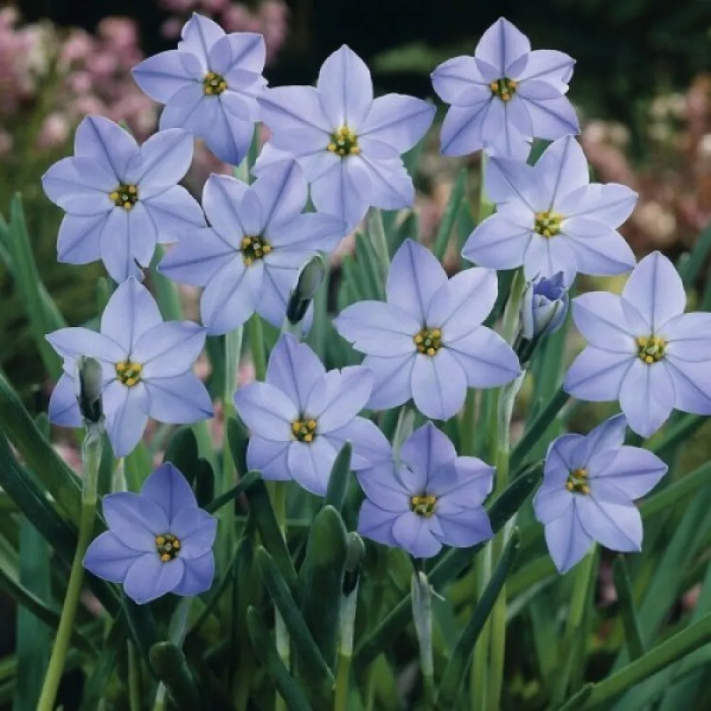 Ipheion uniflorum (fialový)