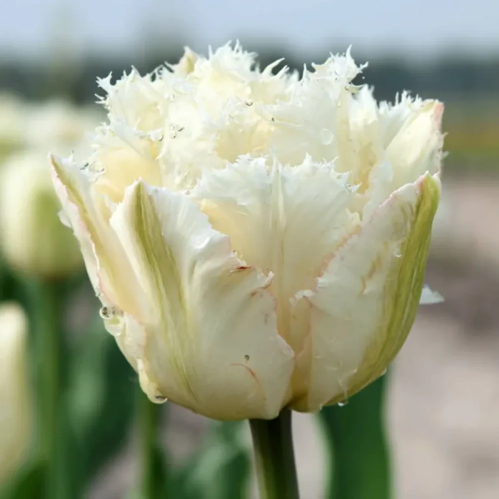 Tulipán Noordeinde (krémový)