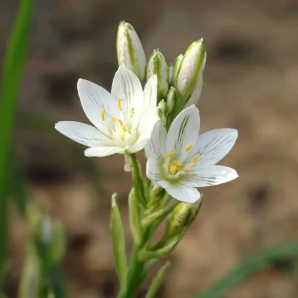 Snědek Balansae (bílý)