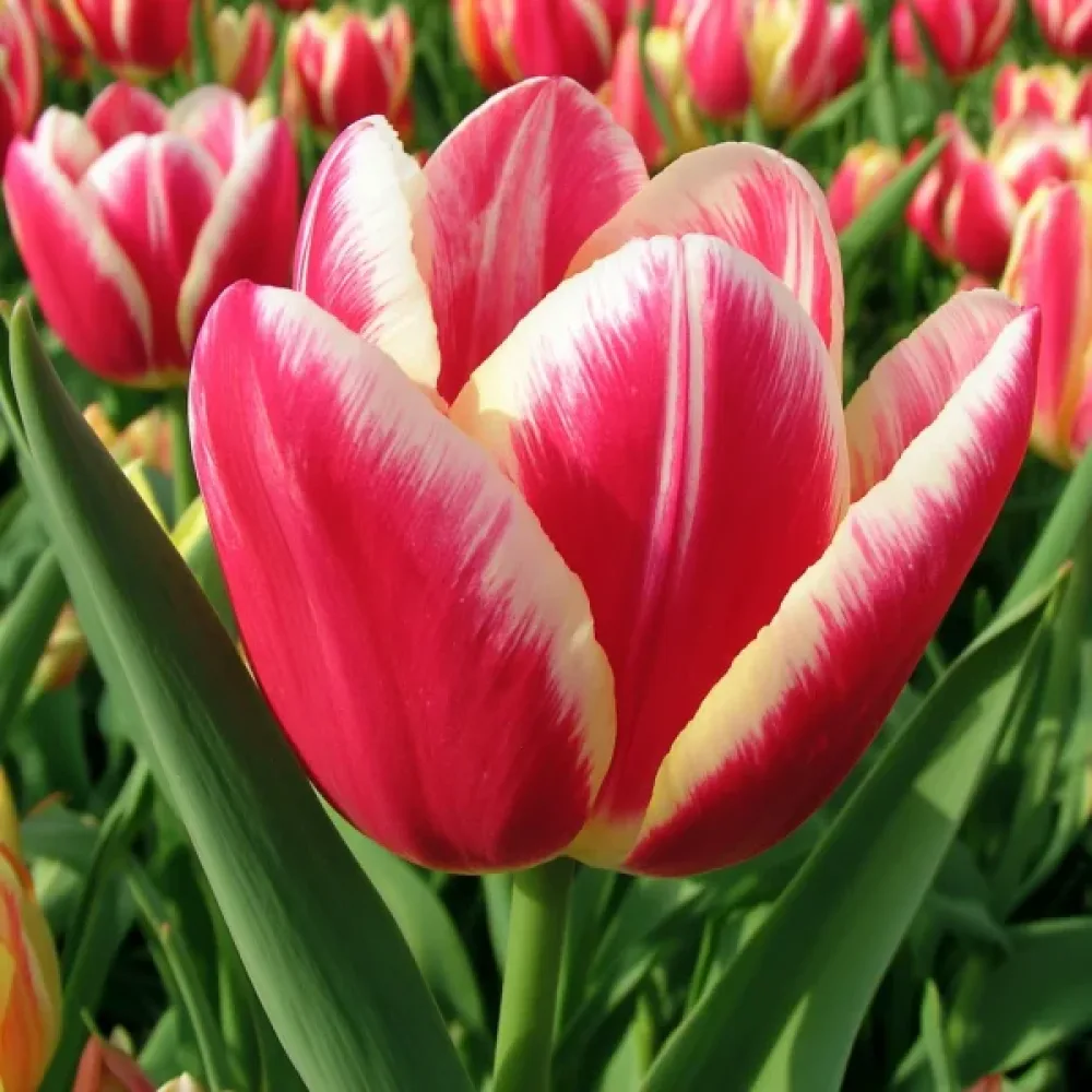 Tulipán One Love (růžový)