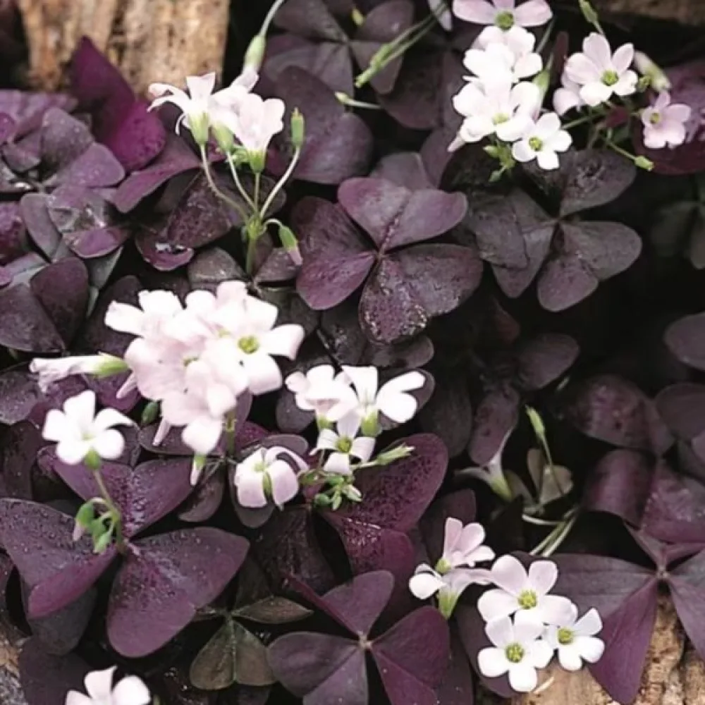 Šťavel Triangularis (růžový)
