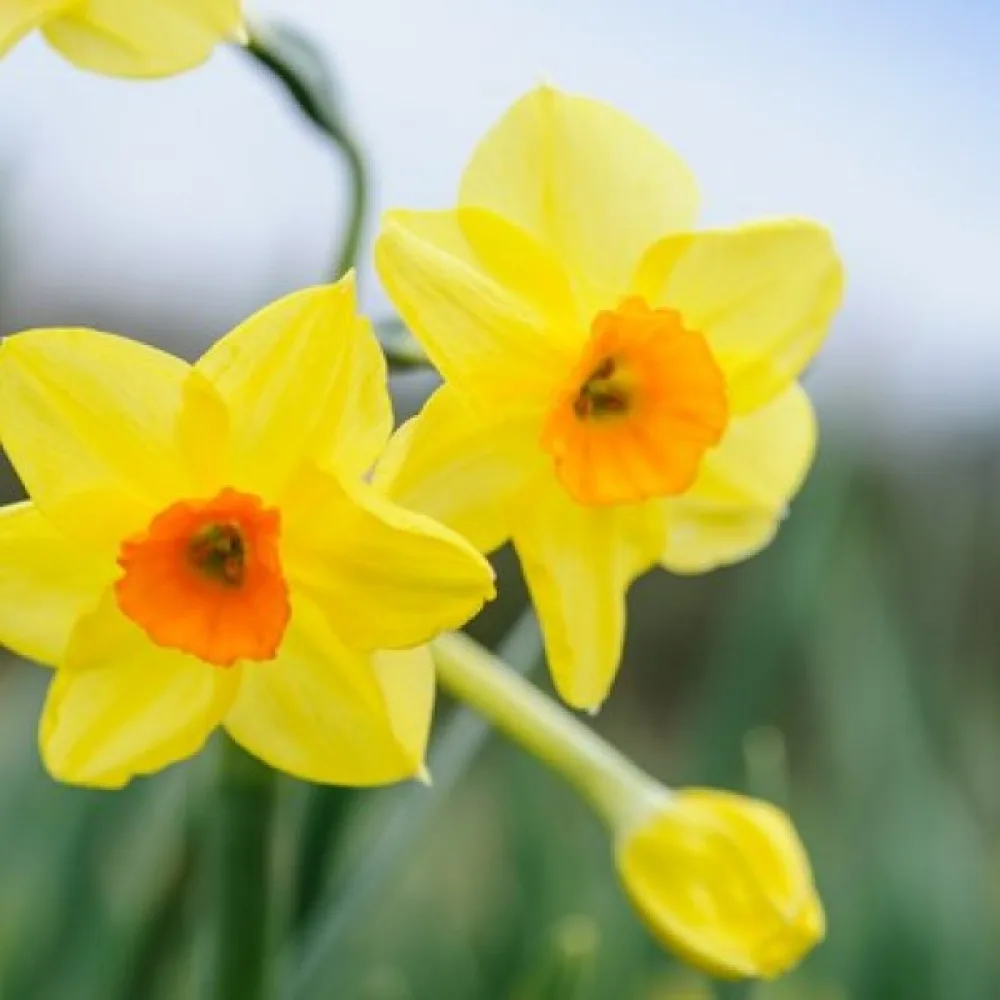Narcis Golden dawn