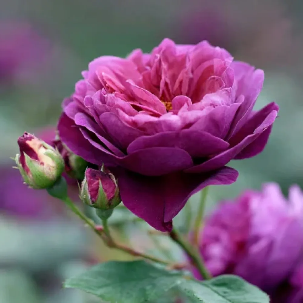 Růže Purple Harmony – prostokořenná
