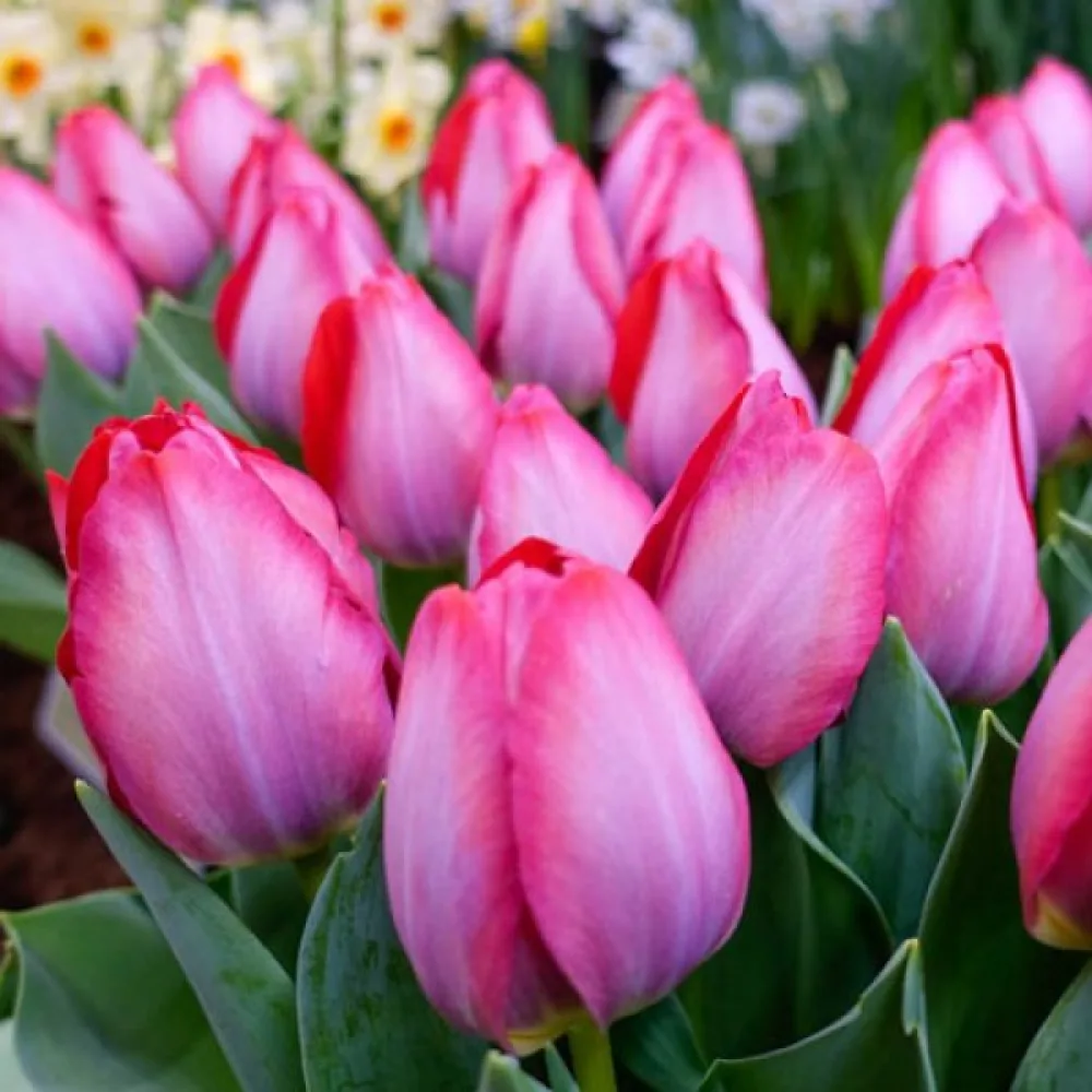 Tulipán Pink Sound (růžový)