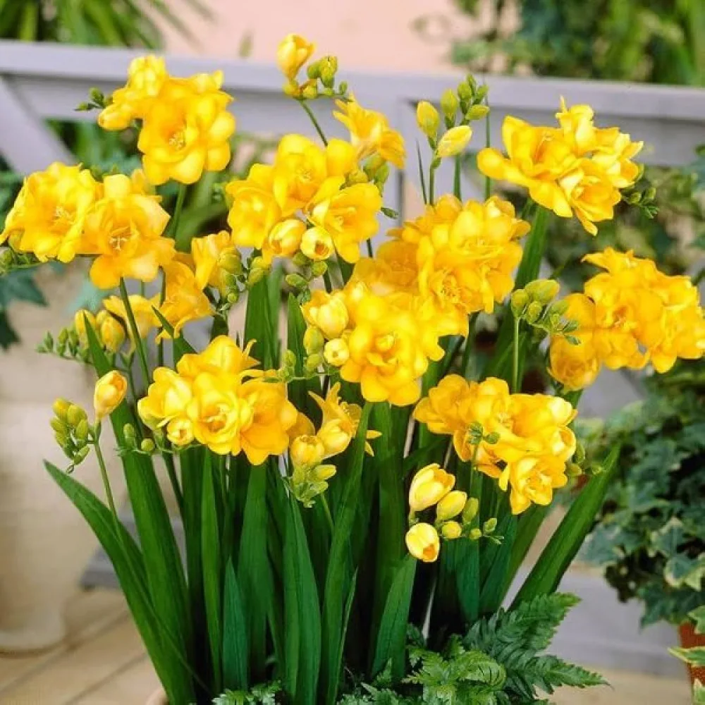 Frézie Double yellow (žlutá plnokvětá)