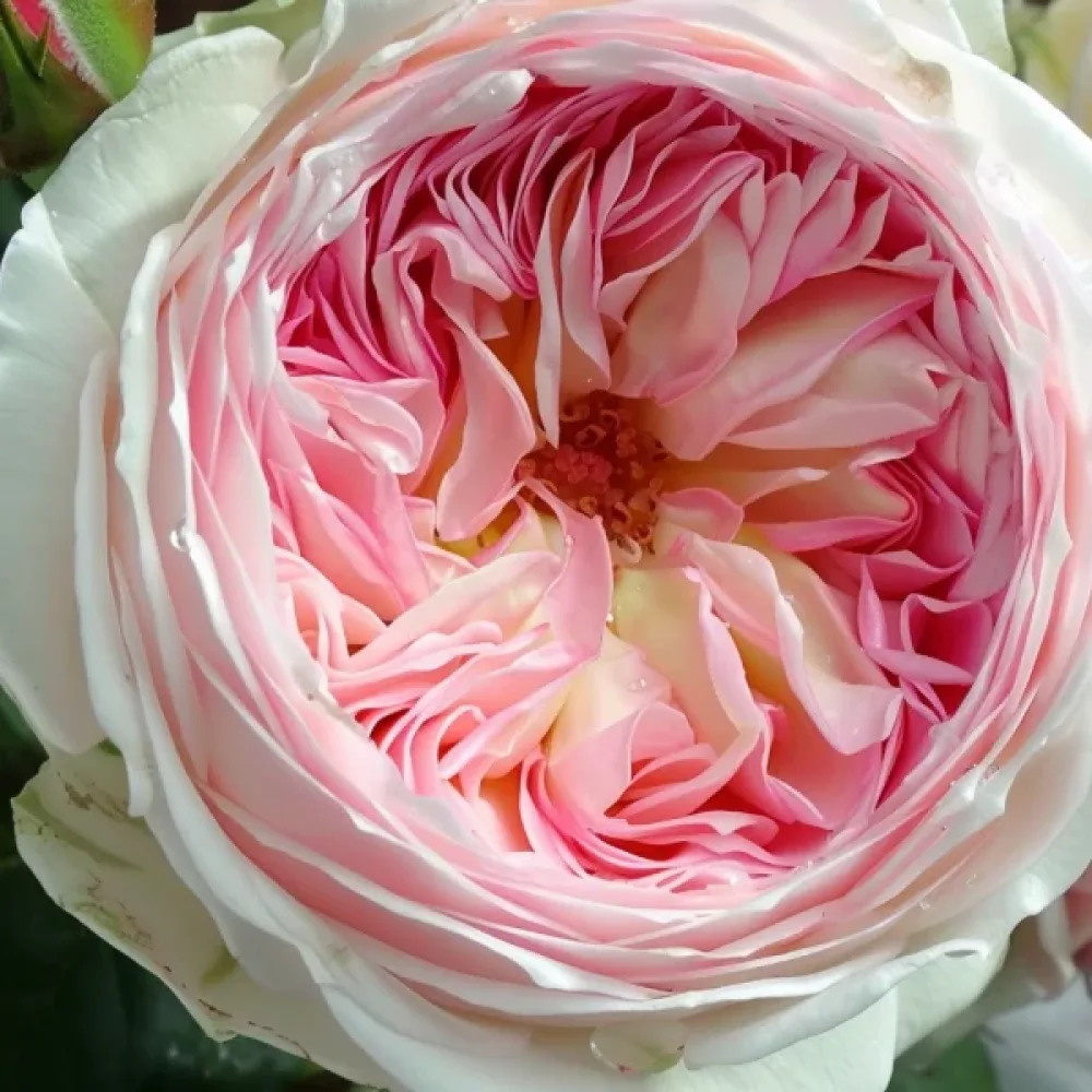Růže Pink Melody (růžová)