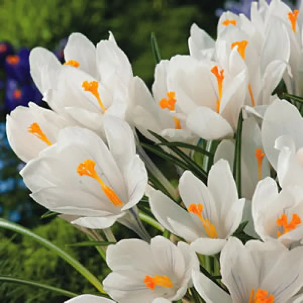 Krokus Jeanne Darc (bílý)