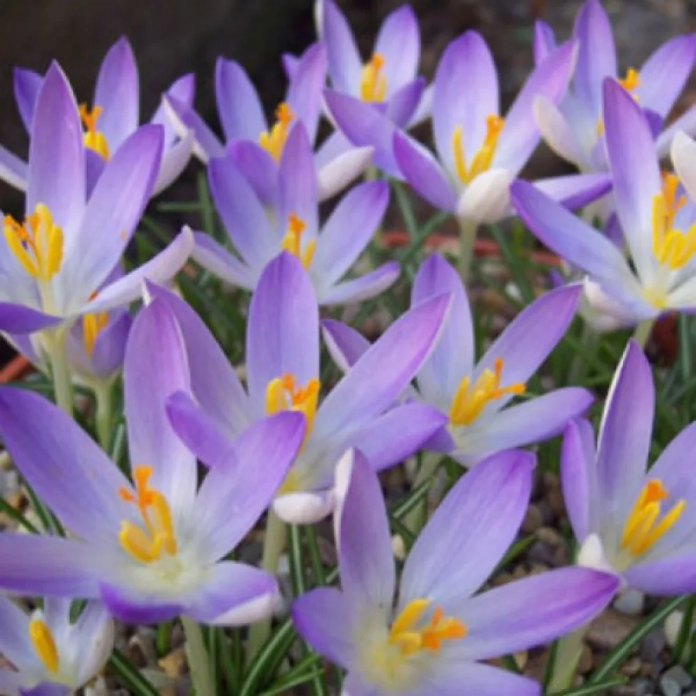 Krokus Lilac Beauty Tommasinianus (šeříkový)