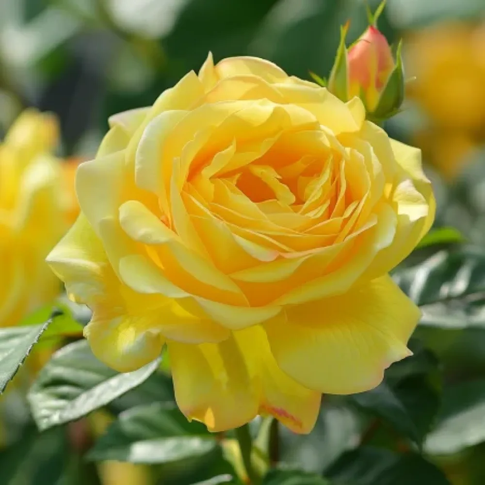 Růže Citrus Harmony – prostokořenná
