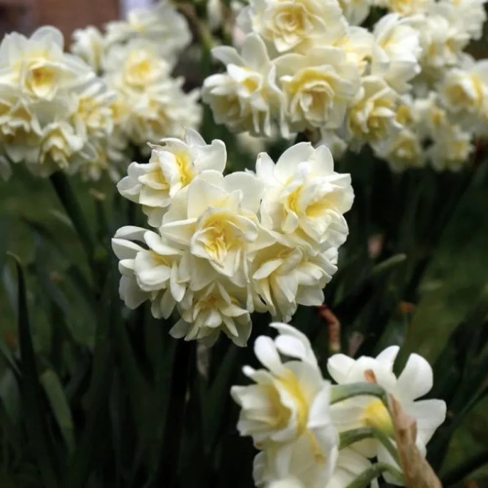 Narcis Erlicheer (krémový)