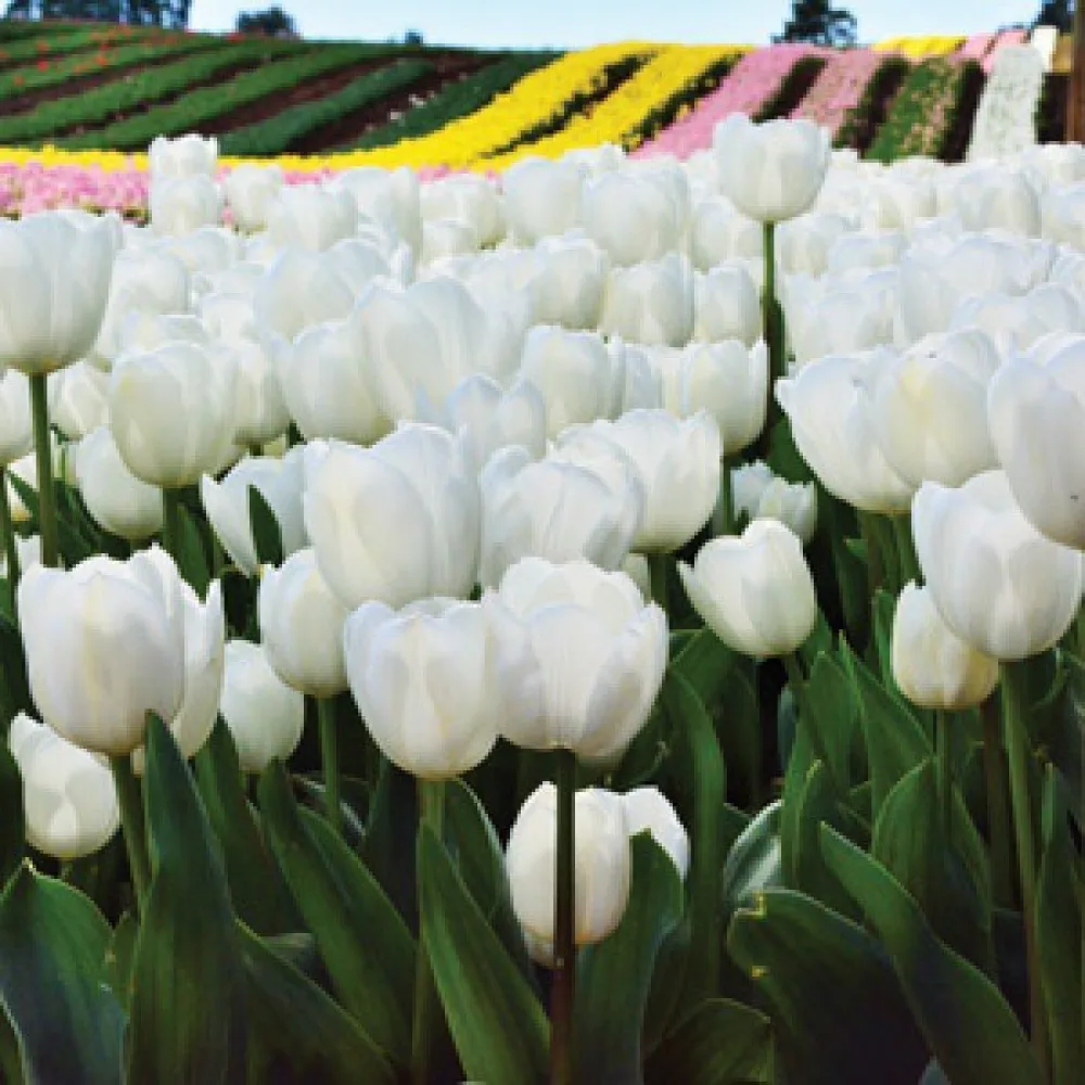 Tulipán Antarctica (bílý)