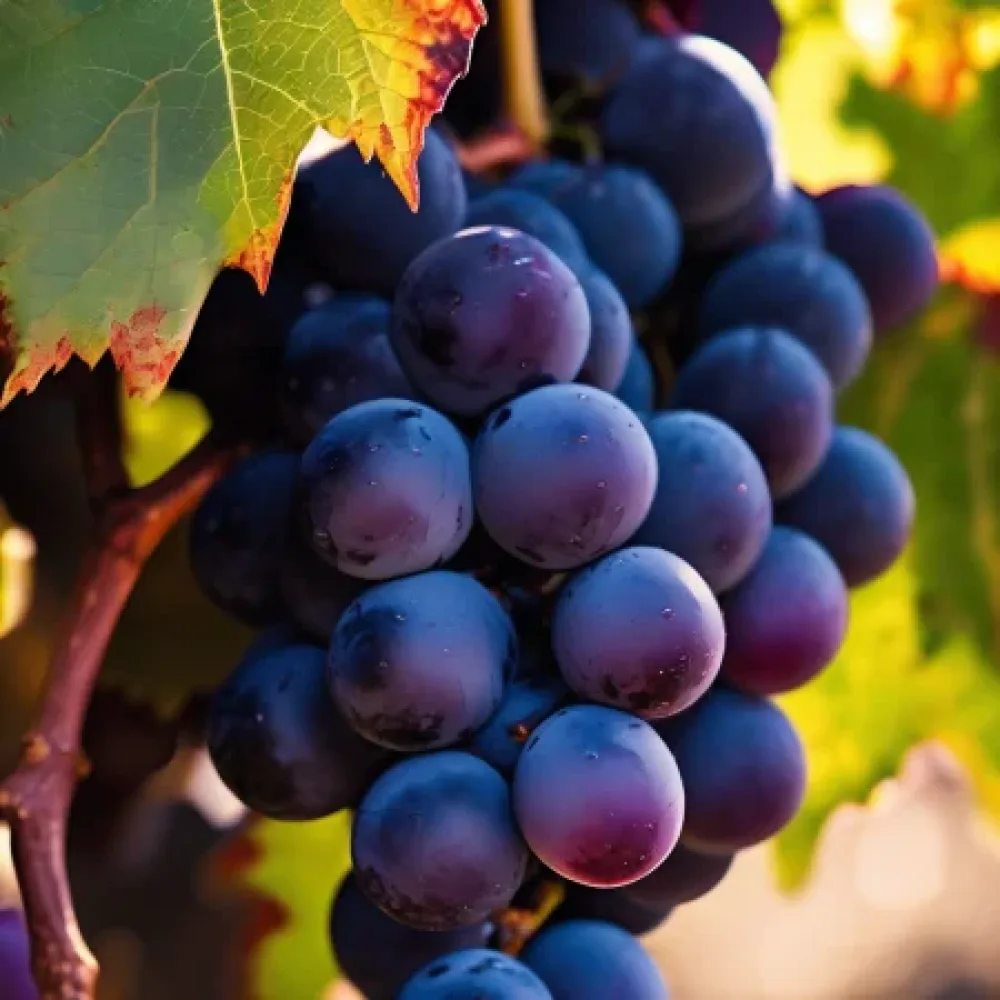 Vinná réva Cabernet Sauvignon – raná