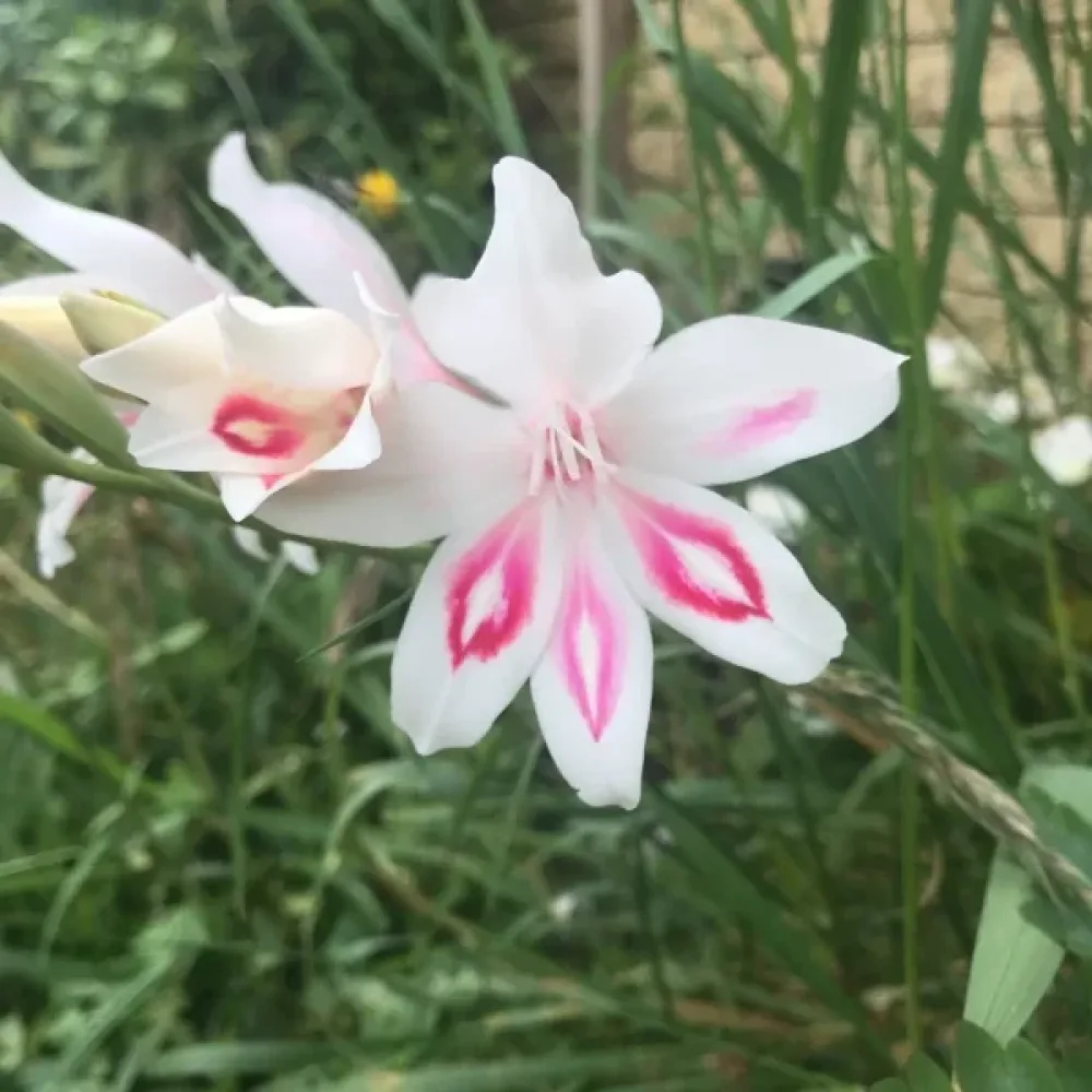 Gladiola Nymph (růžová)