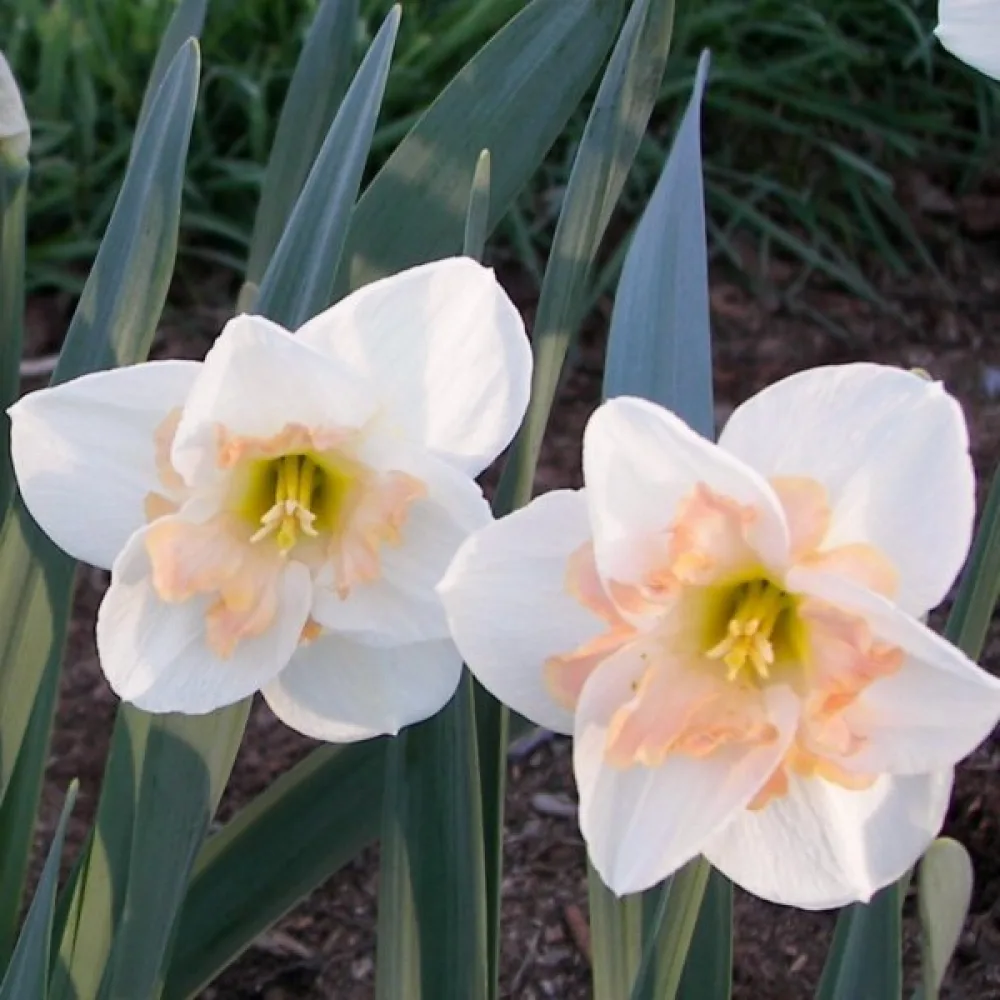 Narcis Changing Colours (měnící barvu)