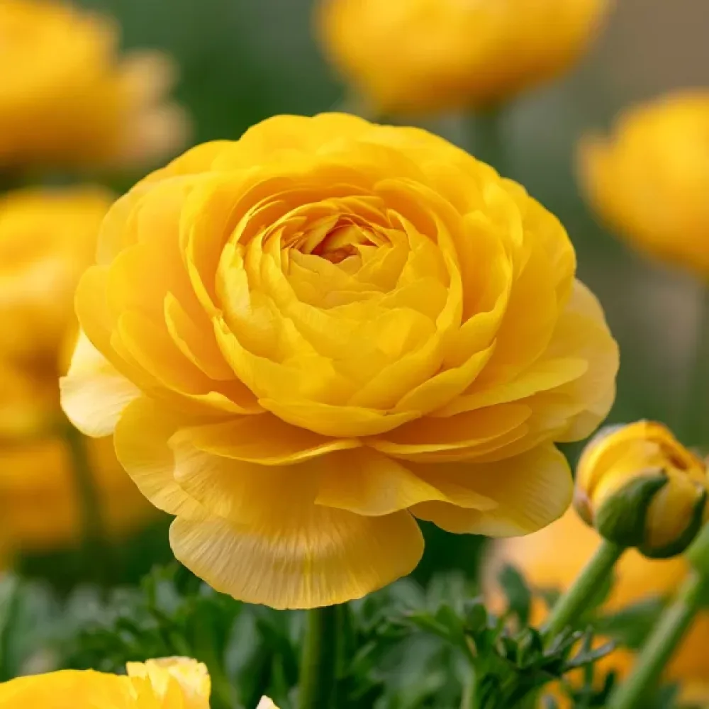 Pryskyřník Yellow Tomer (žlutý)