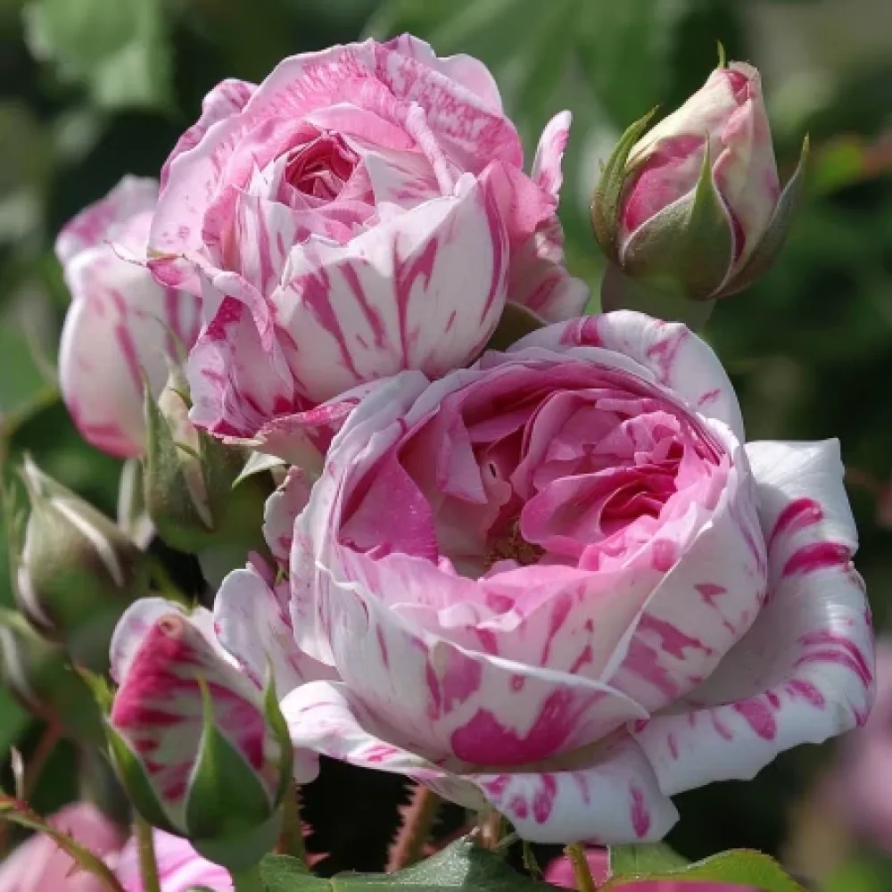 Růže Floral Whirl – prostokořenná