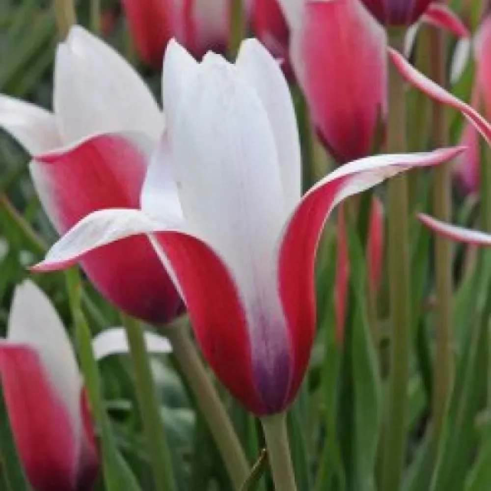 Tulipán Clusiana Peppermint Stick (mátový)