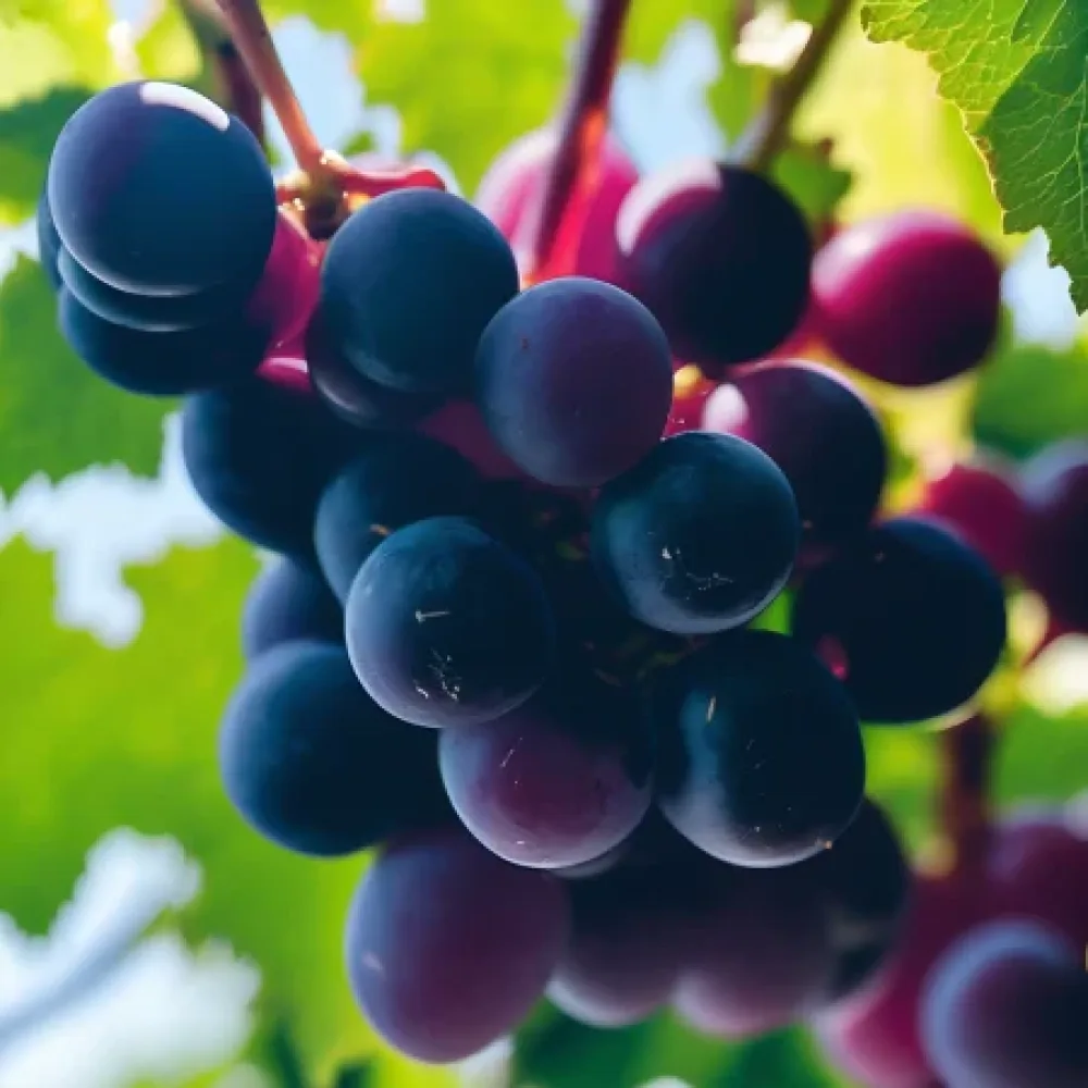 Vinná réva Rusenski misket – červená stolní odrůda – raná