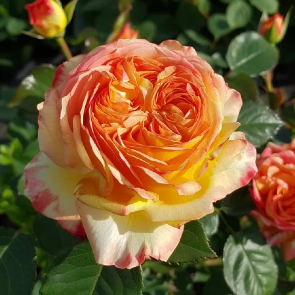 Růže Mango Glow – prostokořenná