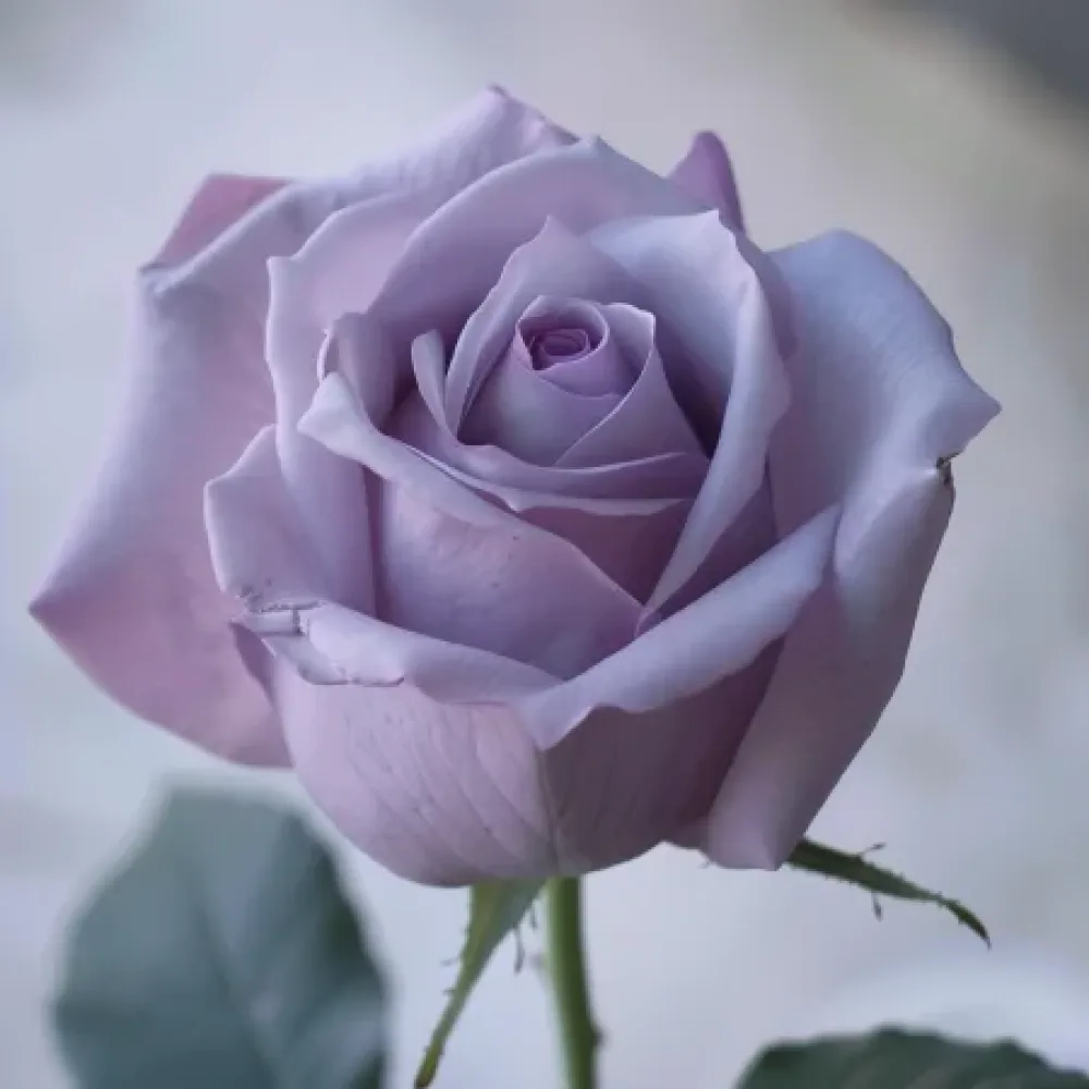 Růže Blooming Symphony – prostokořenná