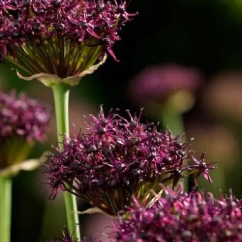 Okrasný česnek Atropurpureum (tmavě purpurový)