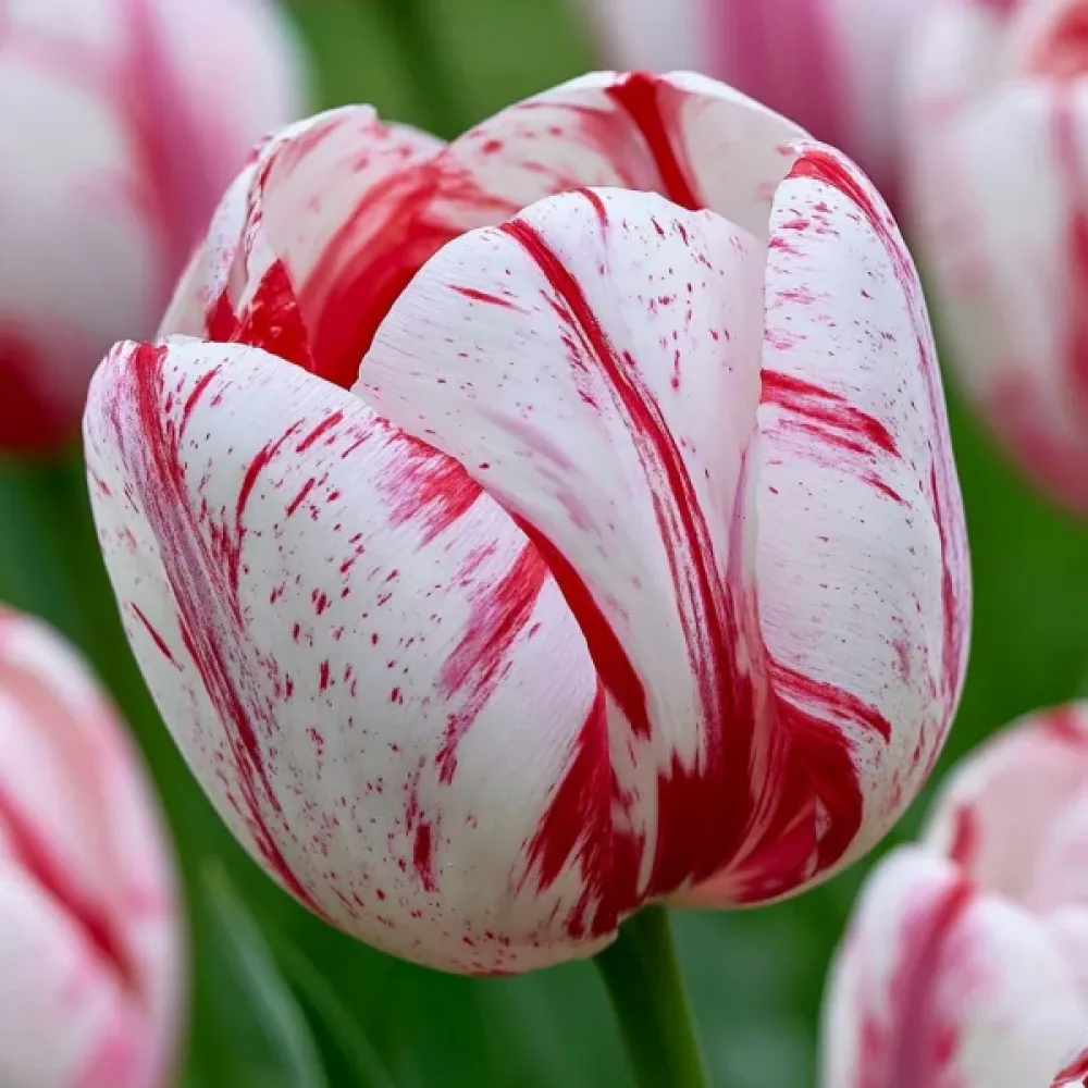 Tulipán One Direction (krémový)