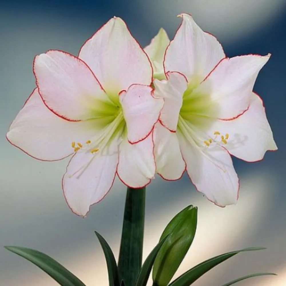 Amarylis Picotee (bílý)