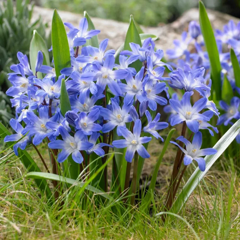 Chionodoxa Blue Giant (modrá)
