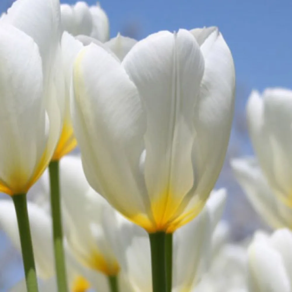 Tulipán Purissima (bílý)