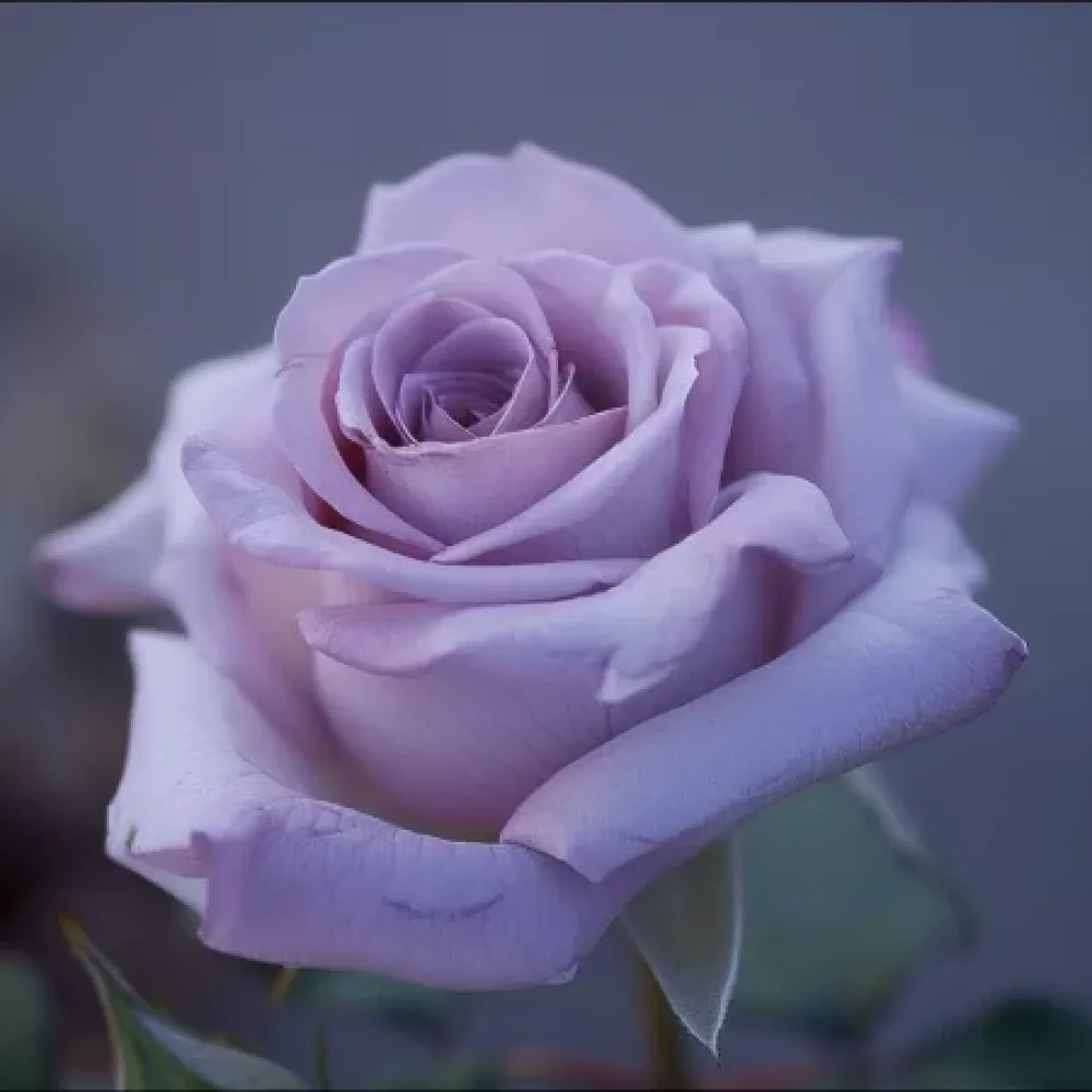 Růže Blooming Symphony – prostokořenná