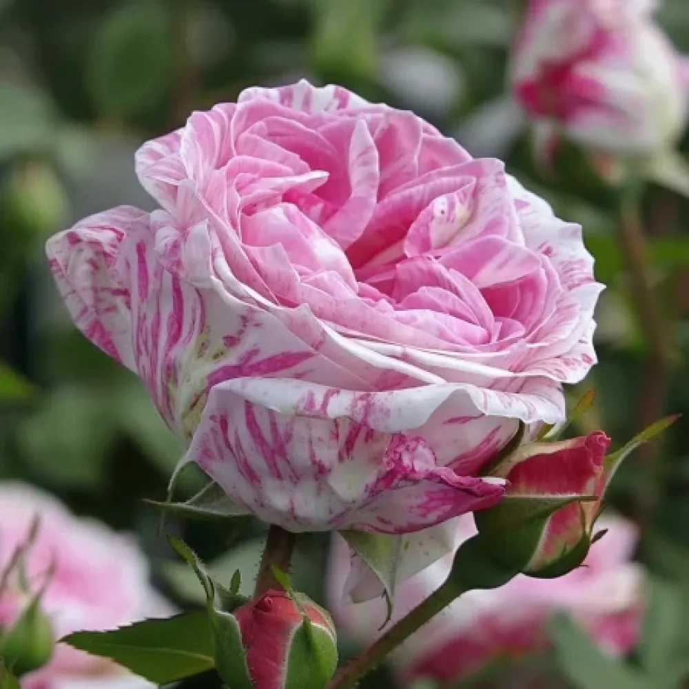 Růže Floral Whirl – prostokořenná