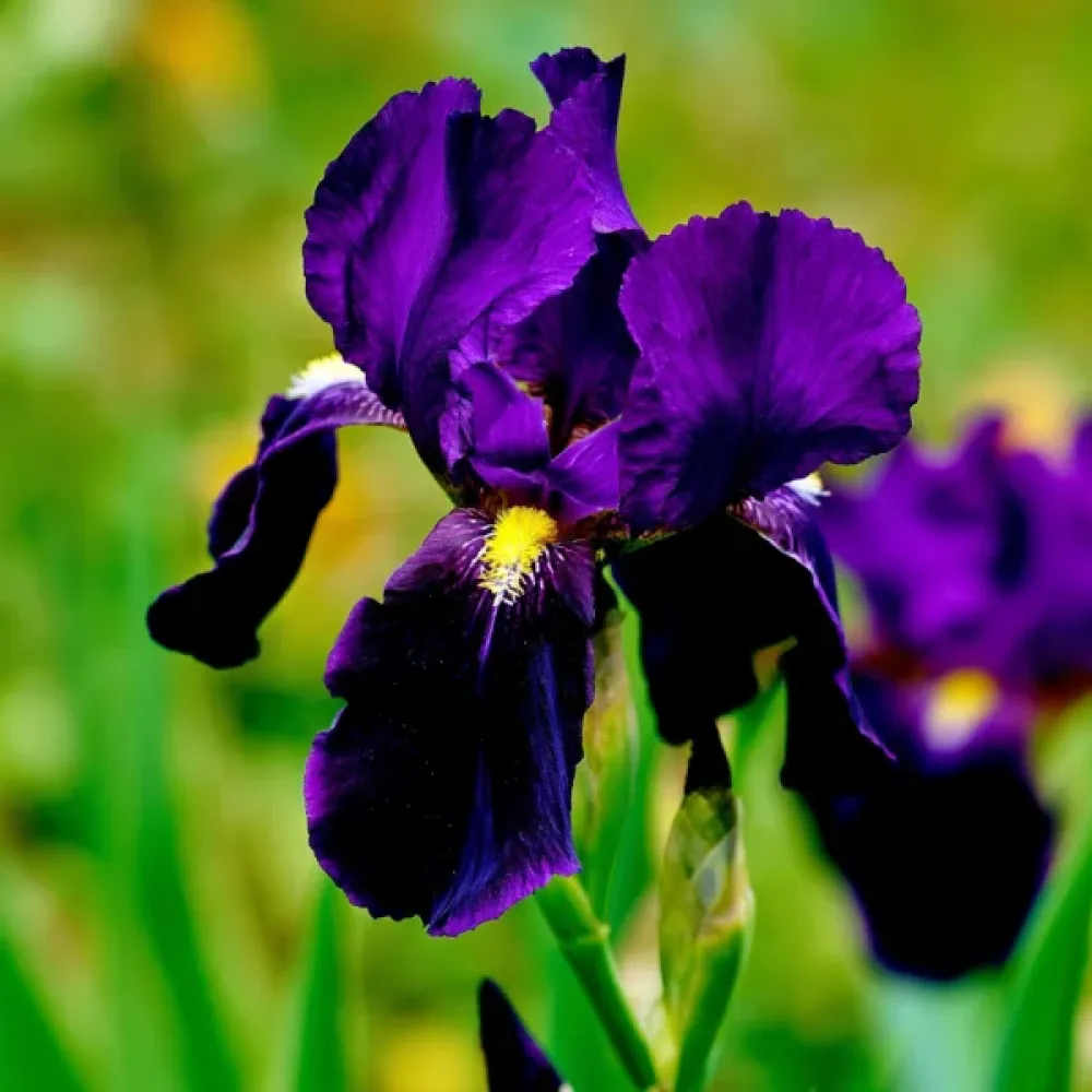 Kosatec Purple Sensation Hollandica (fialový)
