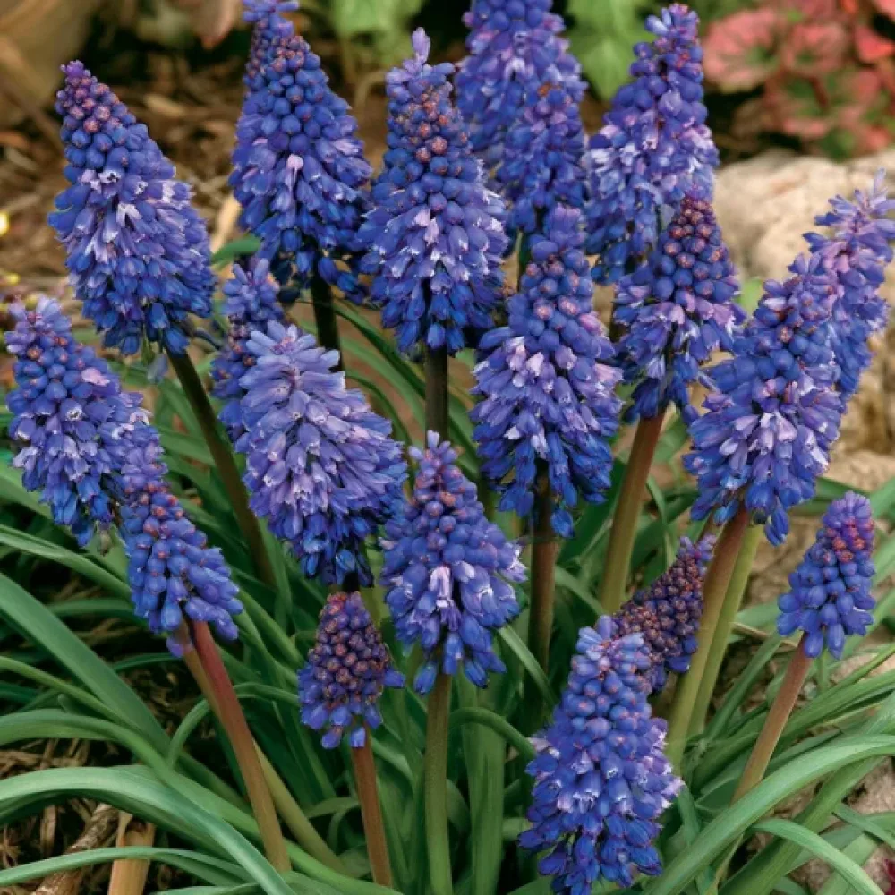 Modřenec Blue Spike Armeniacum (modrý)