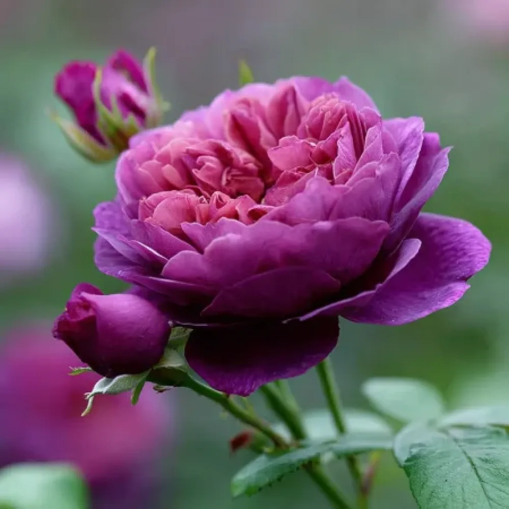 Růže Purple Harmony – prostokořenná
