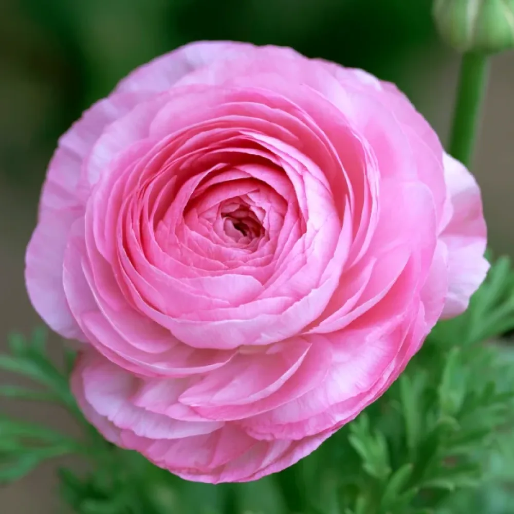 Pryskyřník Pink Tomer (růžový)