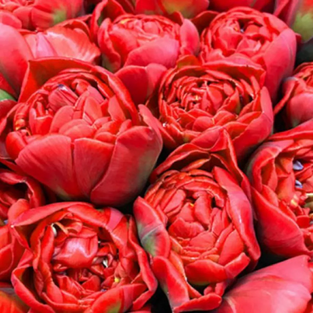 Tulipán Miranda (šarlatový)
