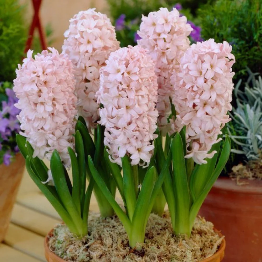 Hyacint China Pink (růžový)