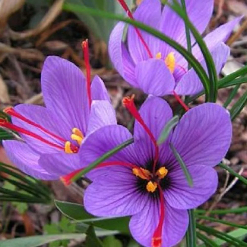 Krokus Sativus Organic (šafránový)