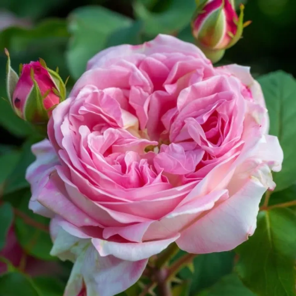 Růže Pink Sentinel – prostokořenná