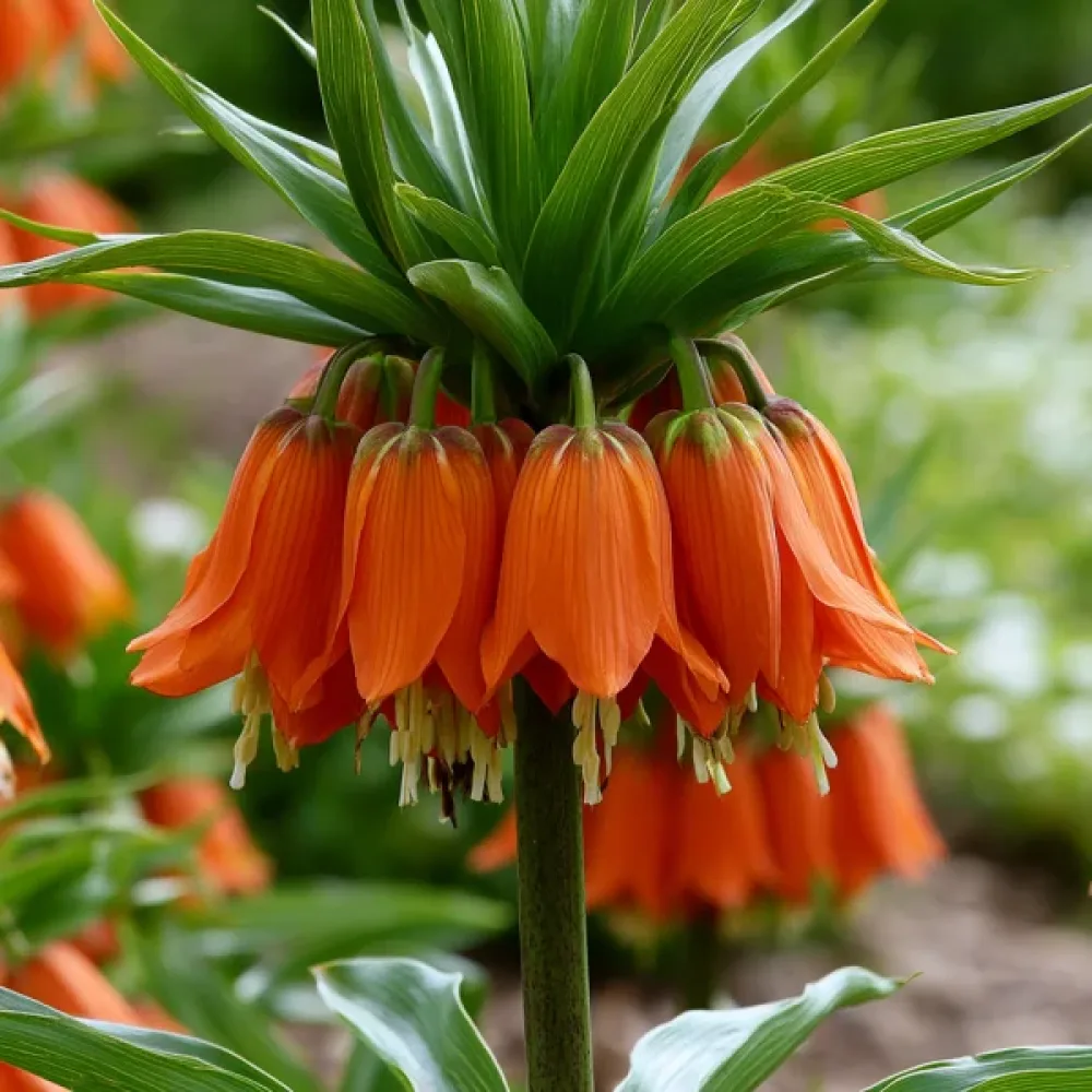 Řebčík Aurora Imperialis (oranžový)